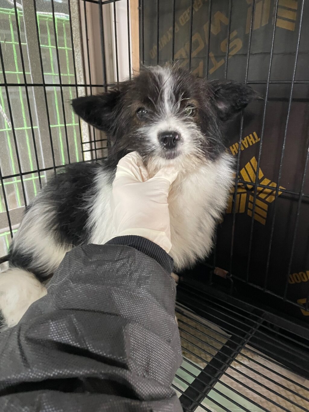 neugle pet 경남 밀양 2026 00199