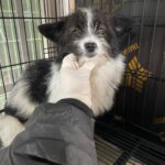 Suni: Miryang's Gentle 'Badugi' Puppy Seeks International Adoption from South Korea 12 neugle pet 경남 밀양 2026 00199