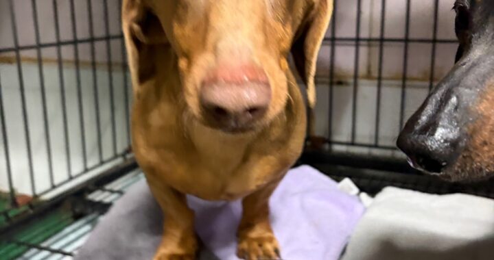 neugle pet 경남 밀양 2026 00205