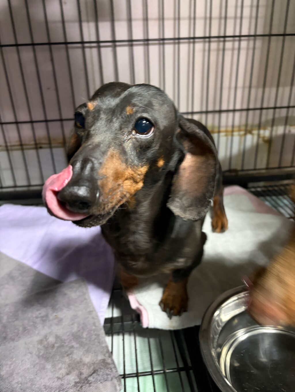 neugle pet 경남 밀양 2026 00206