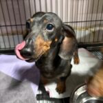 neugle pet 경남 밀양 2026 00206