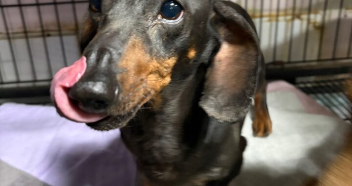 neugle pet 경남 밀양 2026 00206