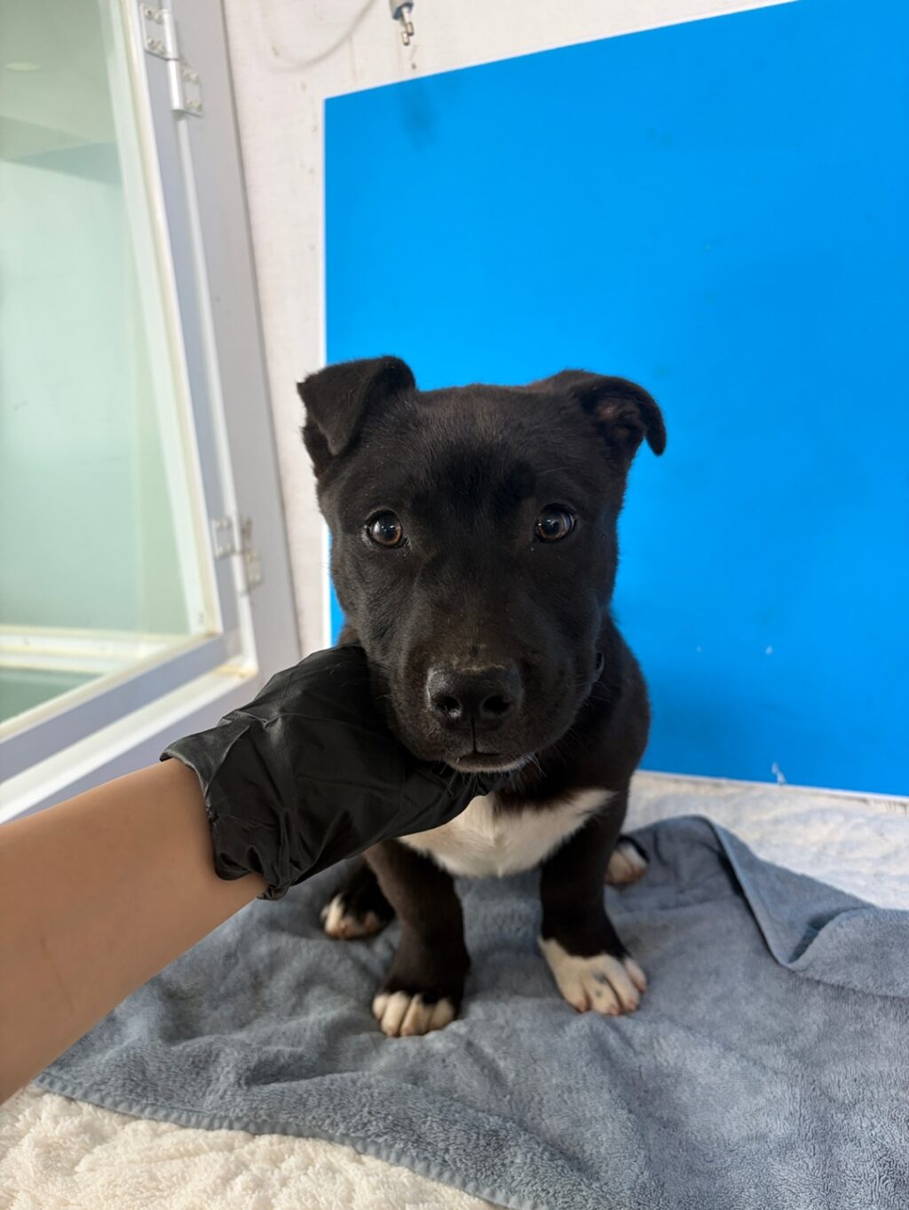 neugle pet 경남 밀양 2026 00210