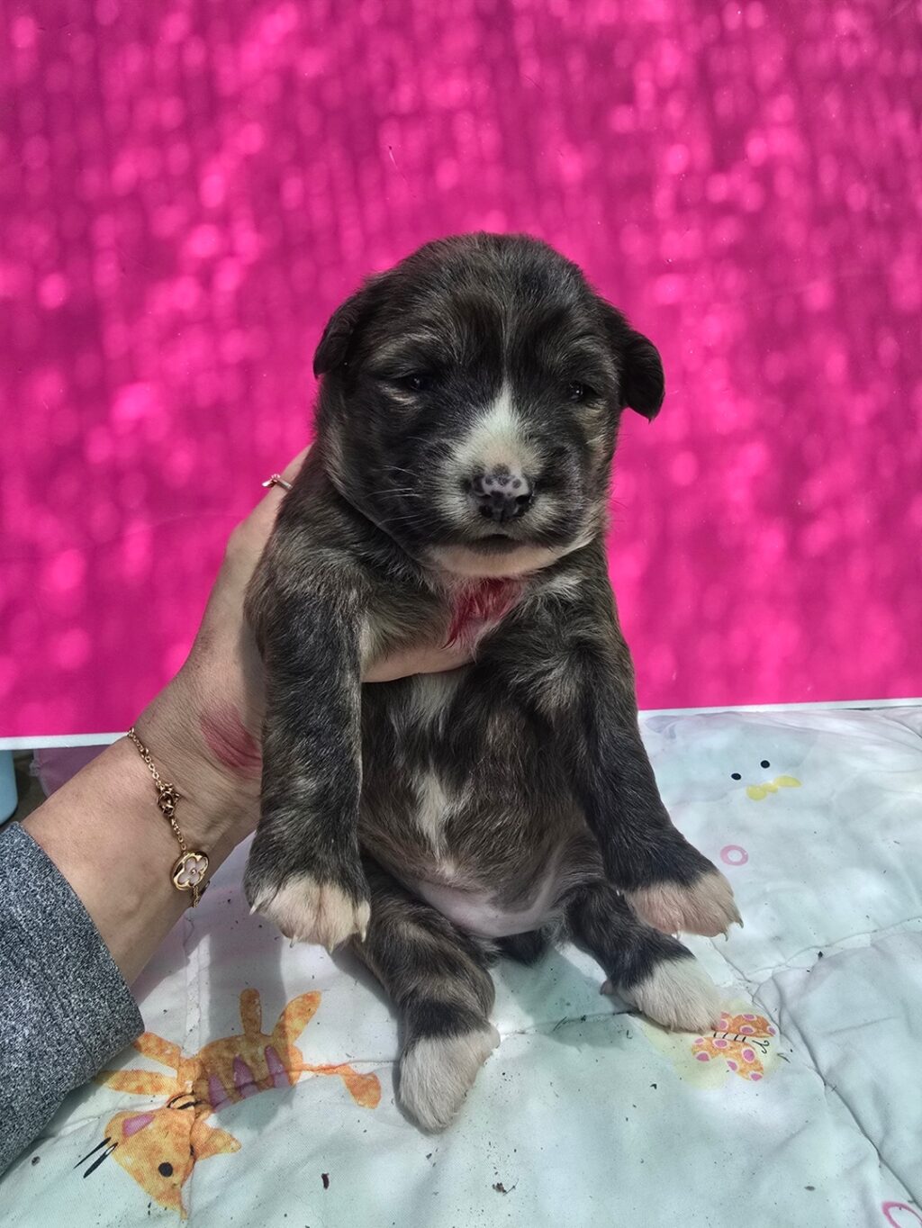 neugle pet 경남 밀양 2026 00220