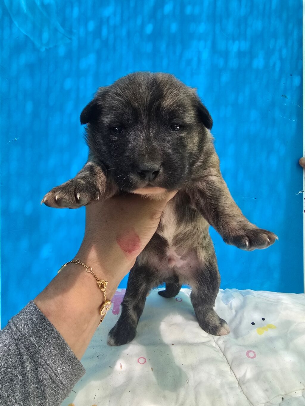 neugle pet 경남 밀양 2026 00222