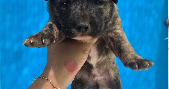 neugle pet 경남 밀양 2026 00222