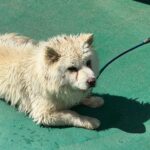 neugle pet 경남 사천 2026 00068