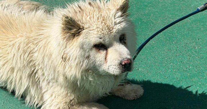 neugle pet 경남 사천 2026 00068