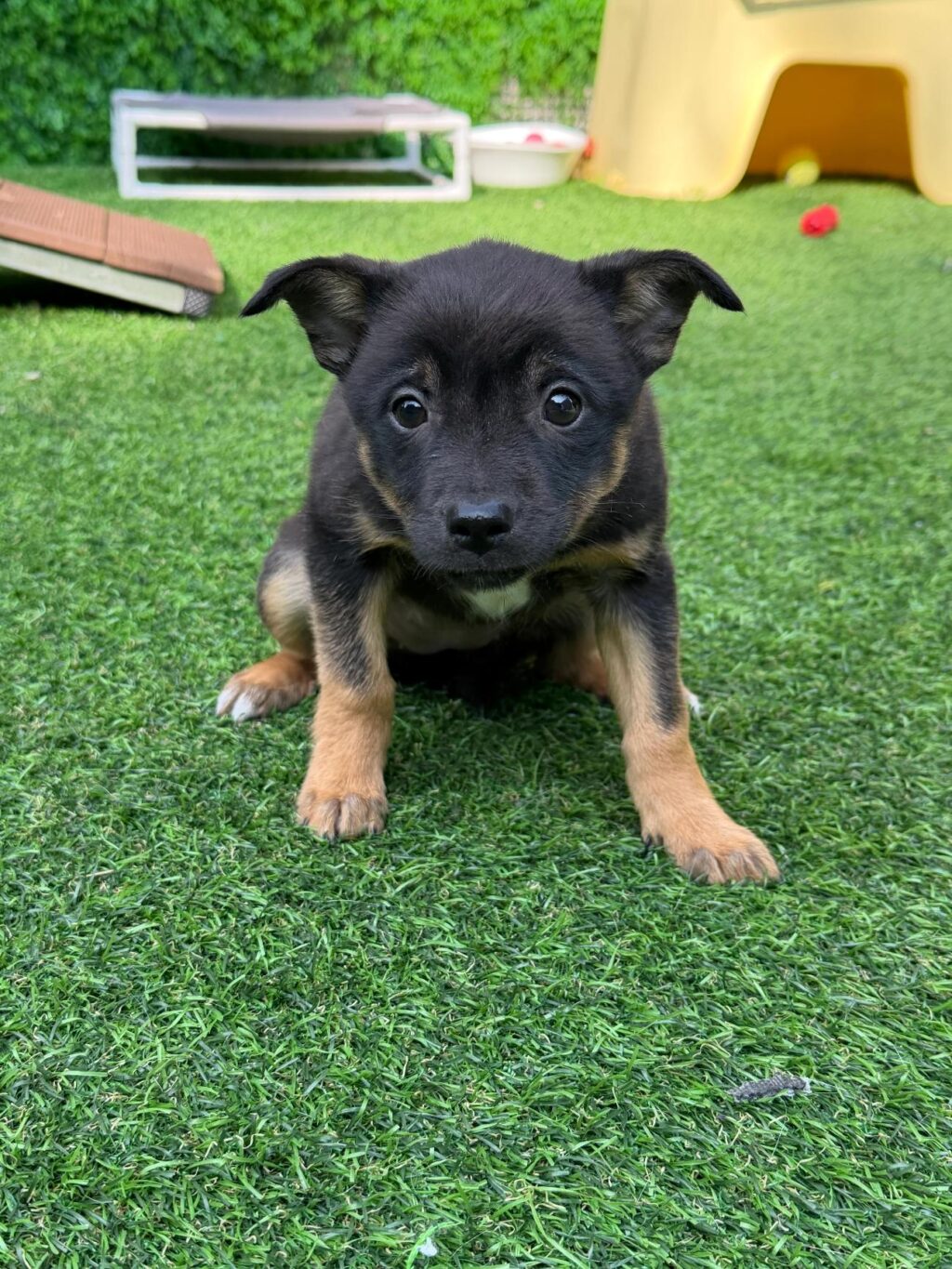 neugle pet 경남 사천 2026 00078