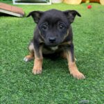 neugle pet 경남 사천 2026 00078