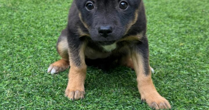 neugle pet 경남 사천 2026 00078