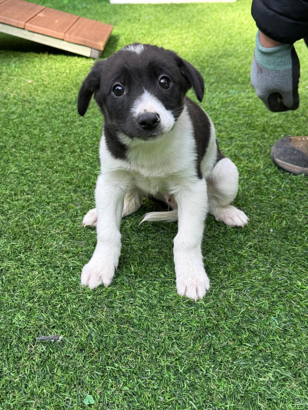 neugle pet 경남 사천 2026 00079