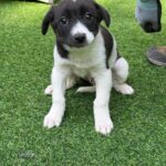 neugle pet 경남 사천 2026 00079