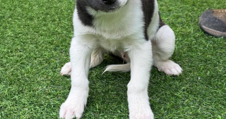 neugle pet 경남 사천 2026 00079