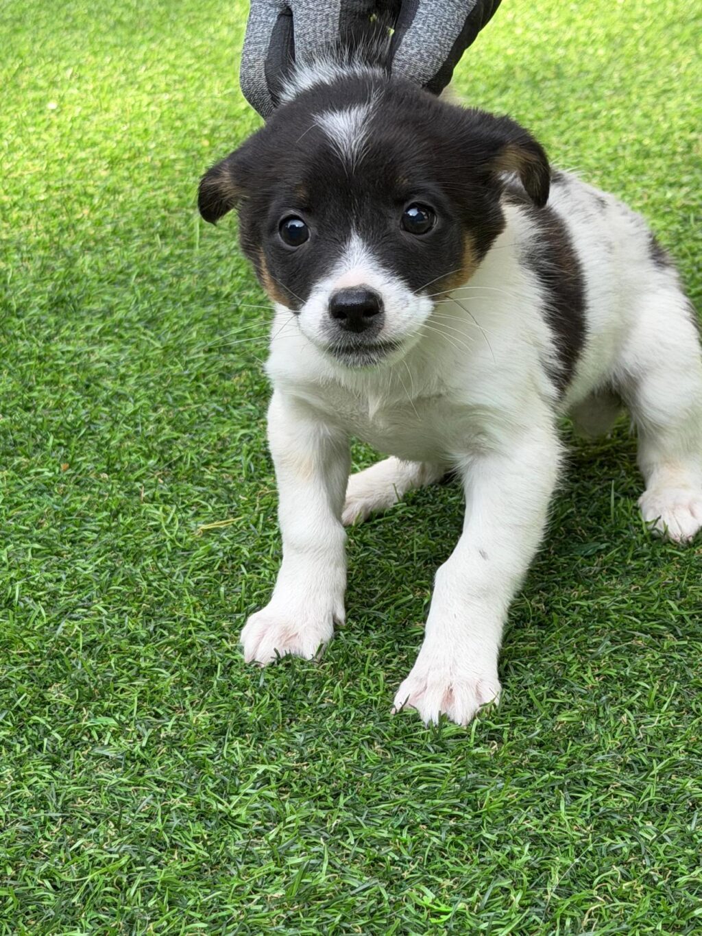 neugle pet 경남 사천 2026 00080