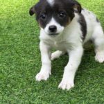 Sacheon's Sweetest Star: 'Cuteness Overload' Puppy Seeks International Adoption 14 neugle pet 경남 사천 2026 00080