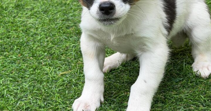 neugle pet 경남 사천 2026 00080