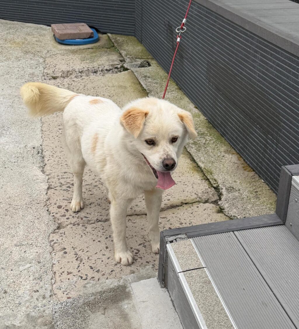 neugle pet 경남 사천 2026 00081