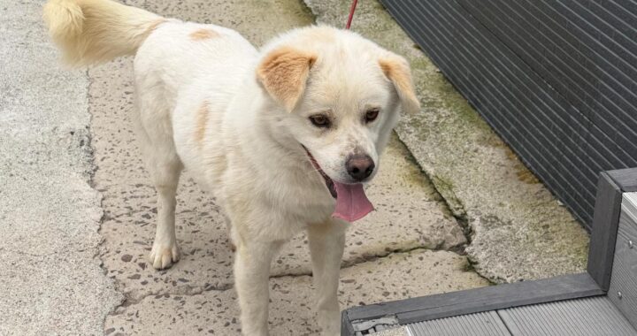 neugle pet 경남 사천 2026 00081