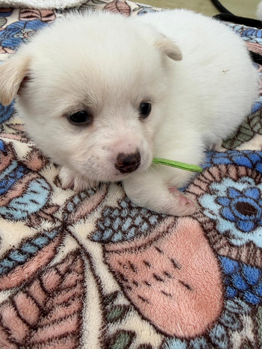 neugle pet 경남 사천 2026 00087