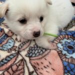 neugle pet 경남 사천 2026 00087