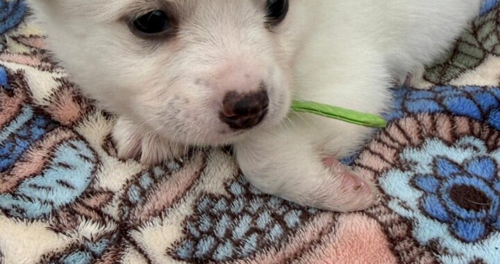 neugle pet 경남 사천 2026 00087