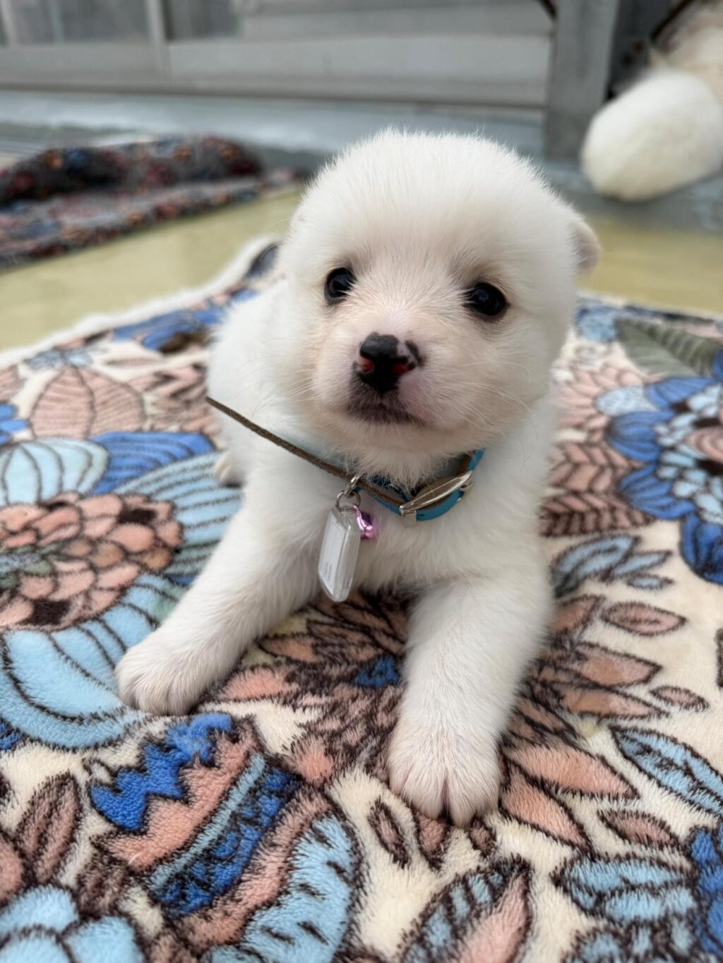 neugle pet 경남 사천 2026 00088