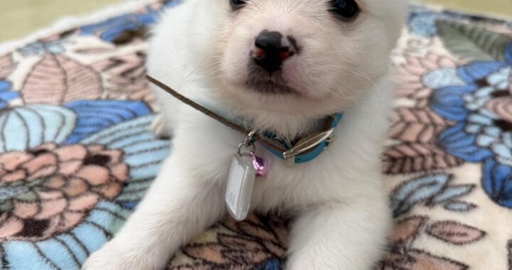 neugle pet 경남 사천 2026 00088