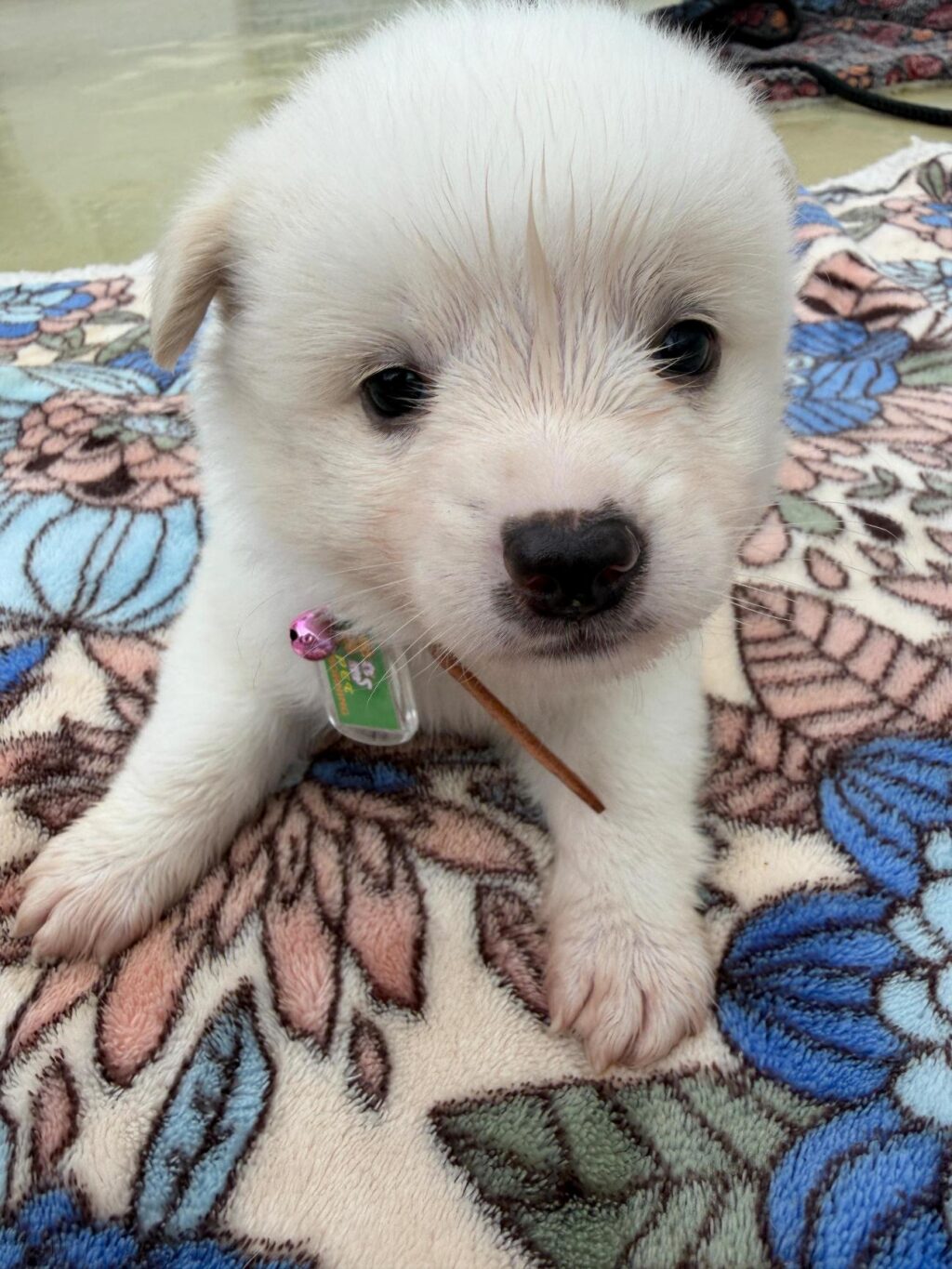 neugle pet 경남 사천 2026 00089