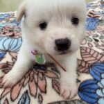 neugle pet 경남 사천 2026 00089