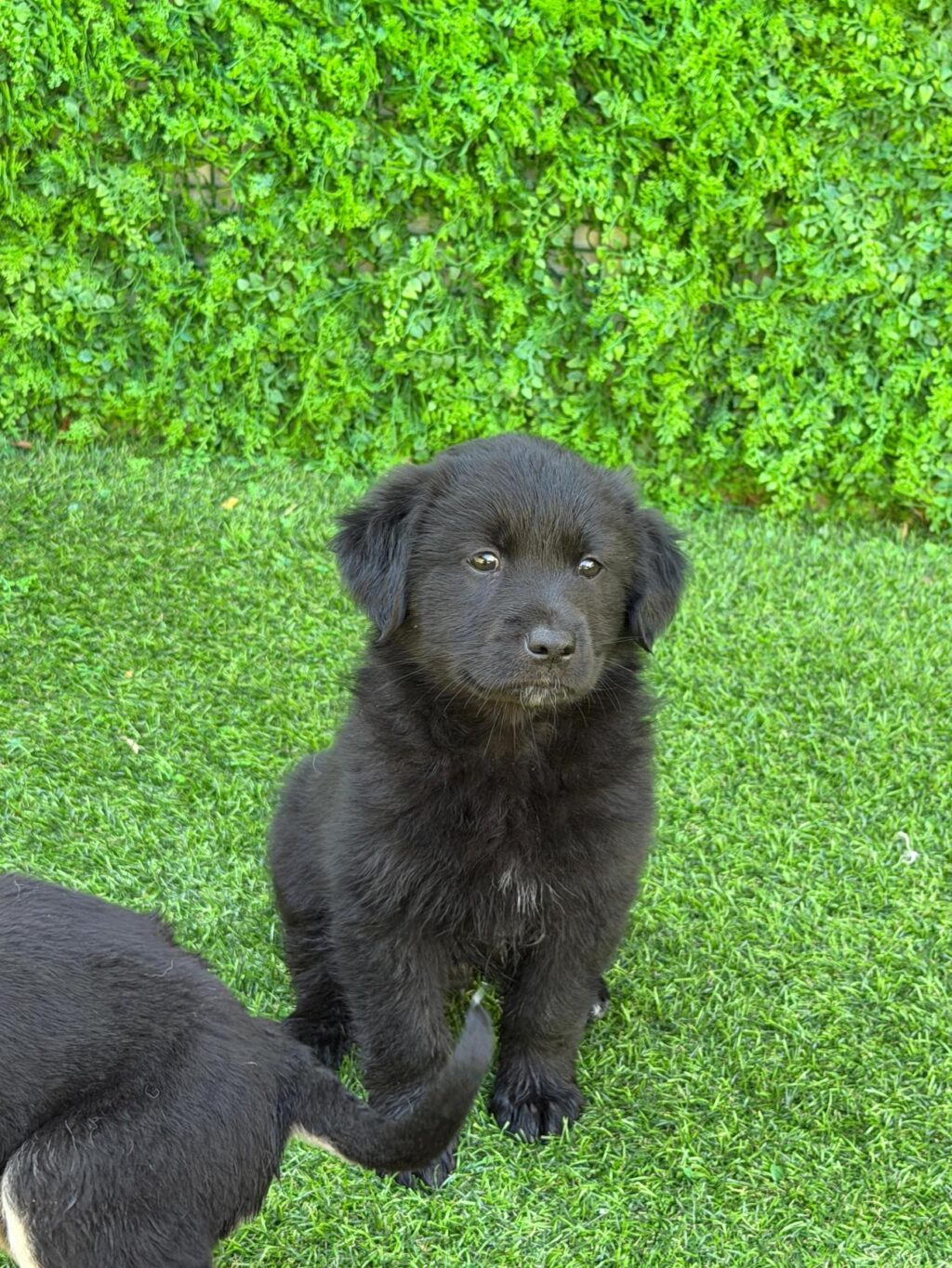 neugle pet 경남 사천 2026 00098