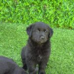 neugle pet 경남 사천 2026 00098