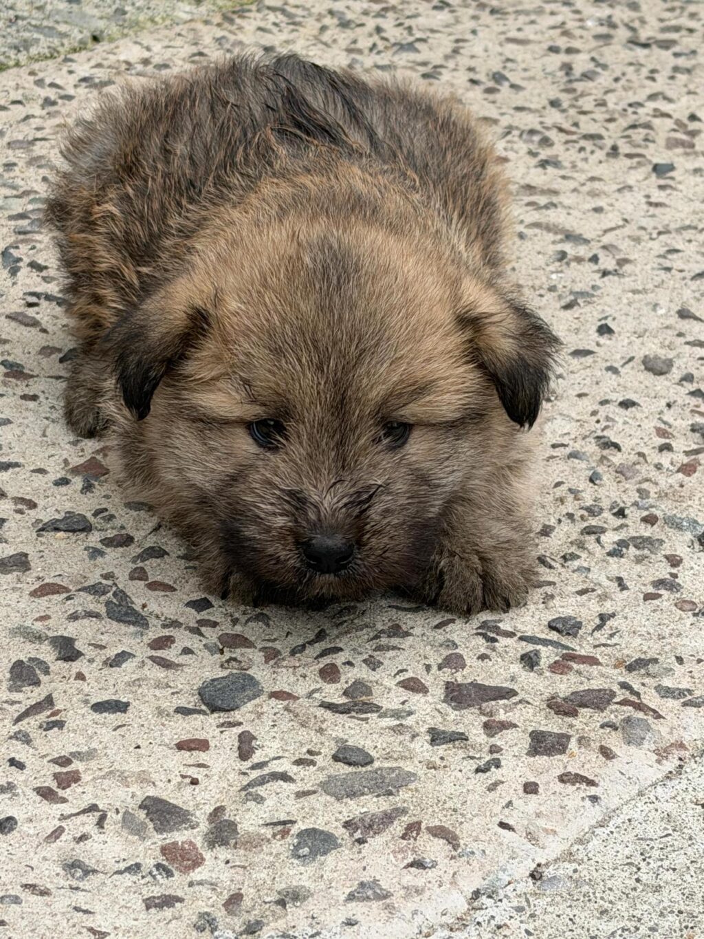 neugle pet 경남 사천 2026 00102