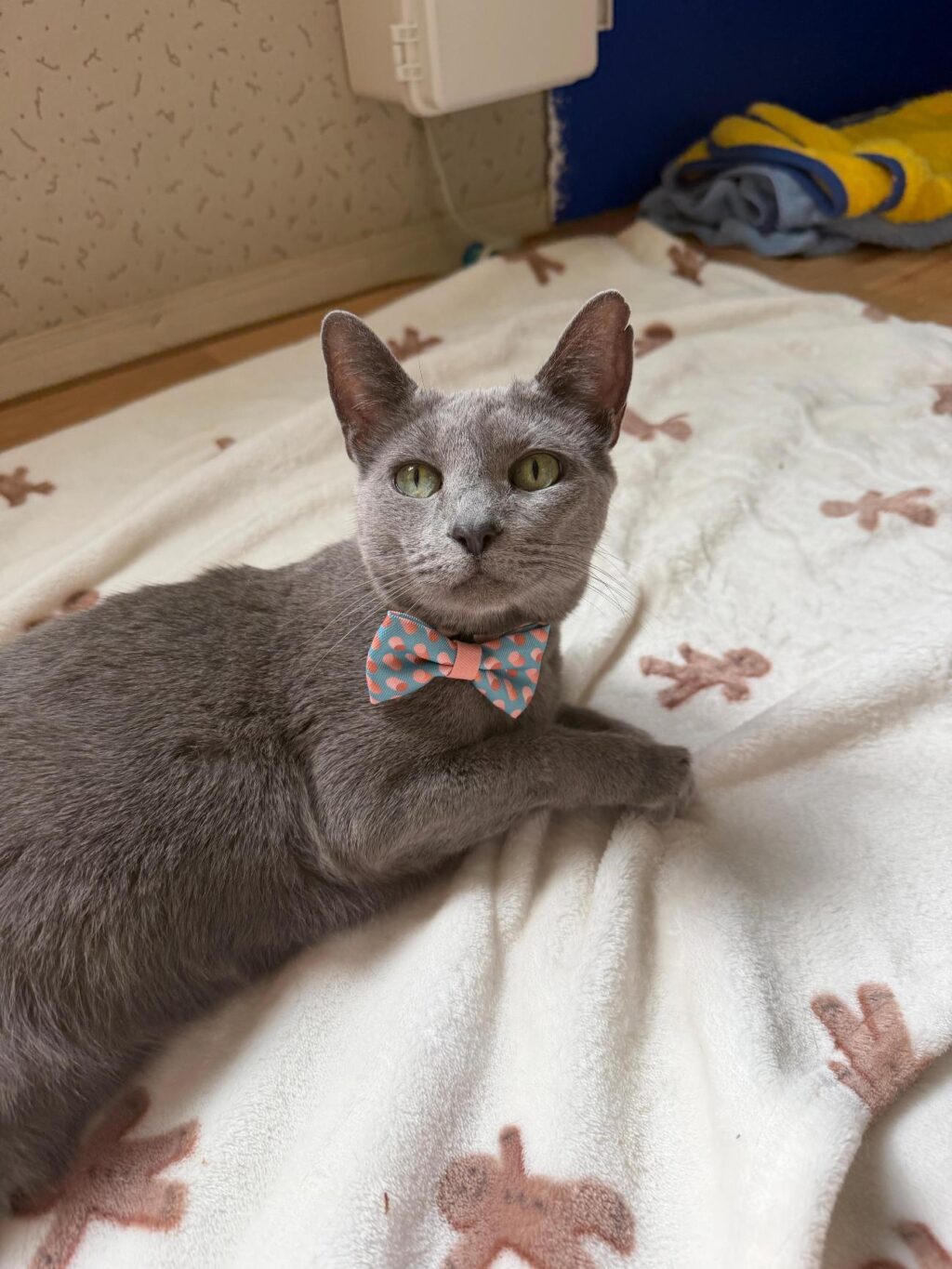 neugle pet 경남 사천 2026 00103