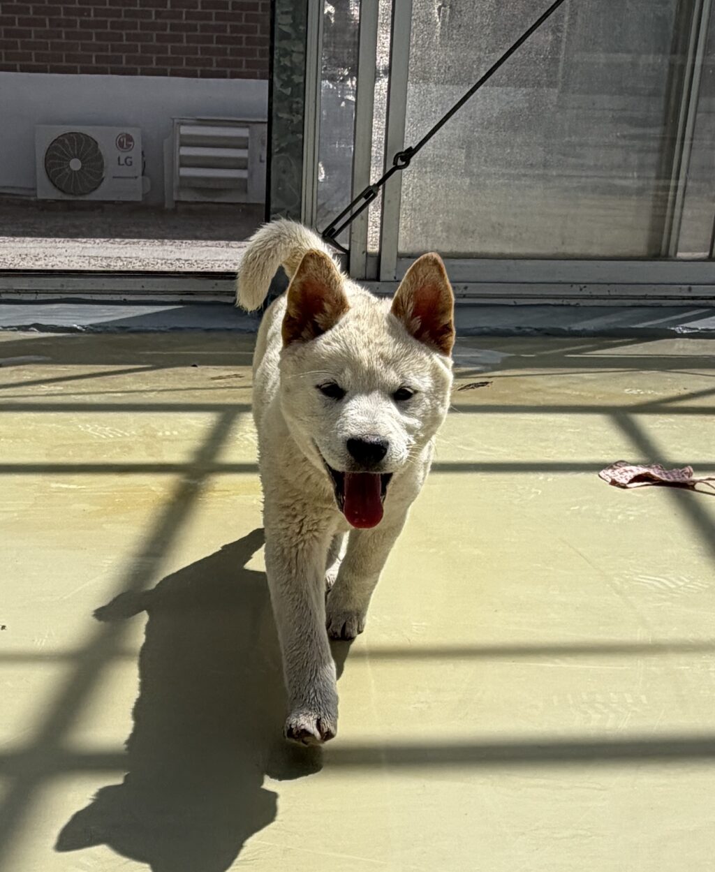 neugle pet 경남 사천 2026 00104