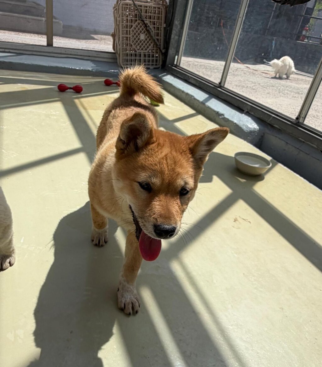 neugle pet 경남 사천 2026 00105