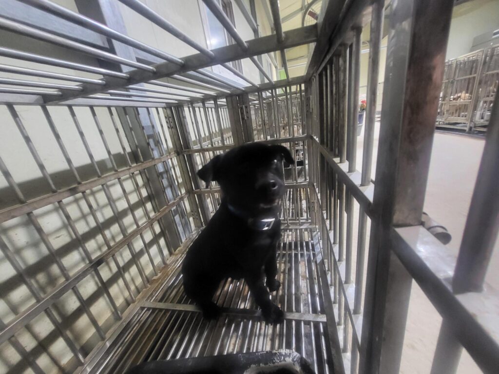 neugle pet 경남 의령 2026 00040