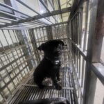 neugle pet 경남 의령 2026 00040