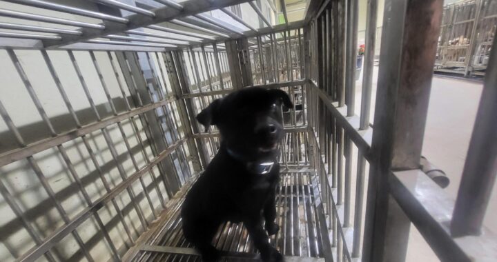 neugle pet 경남 의령 2026 00040