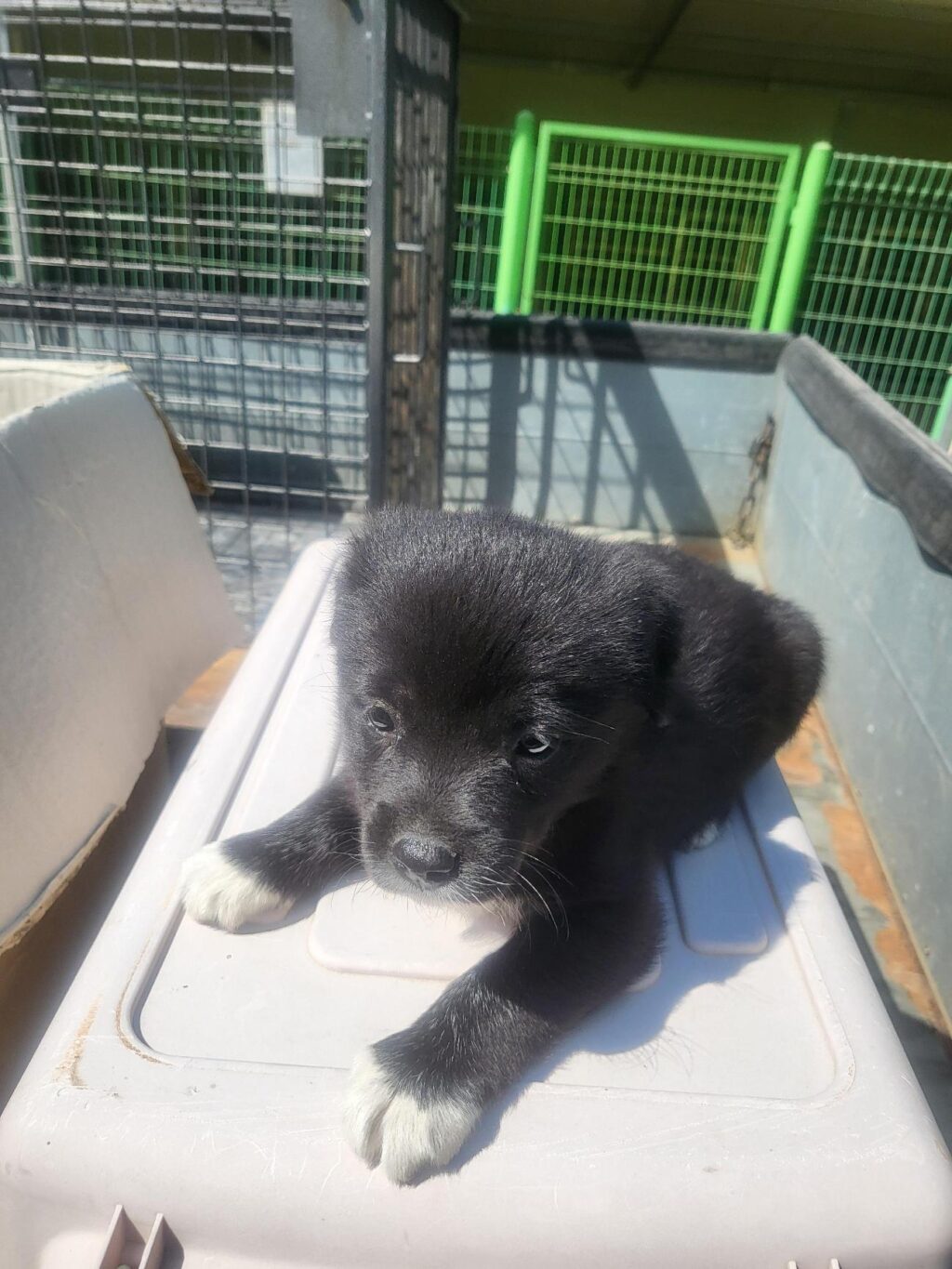 neugle pet 경남 의령 2026 00051