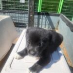 neugle pet 경남 의령 2026 00051