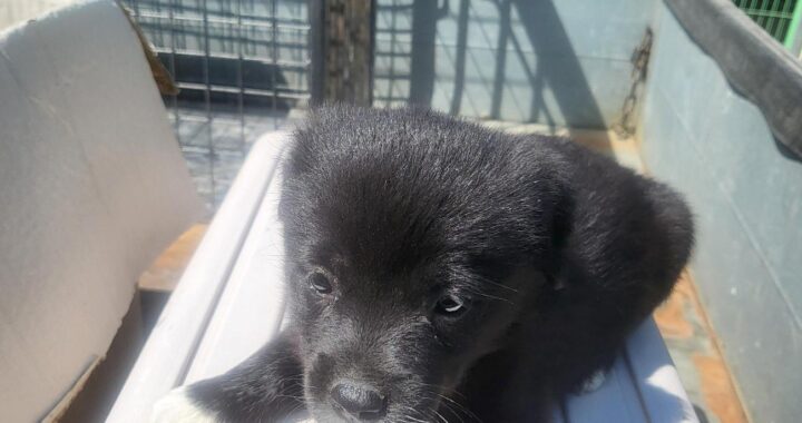 neugle pet 경남 의령 2026 00051