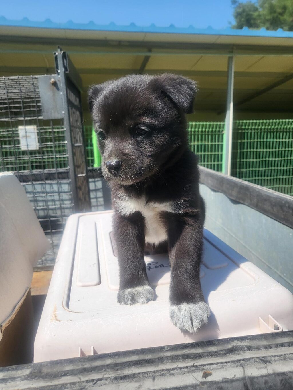 neugle pet 경남 의령 2026 00052