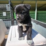 neugle pet 경남 의령 2026 00052