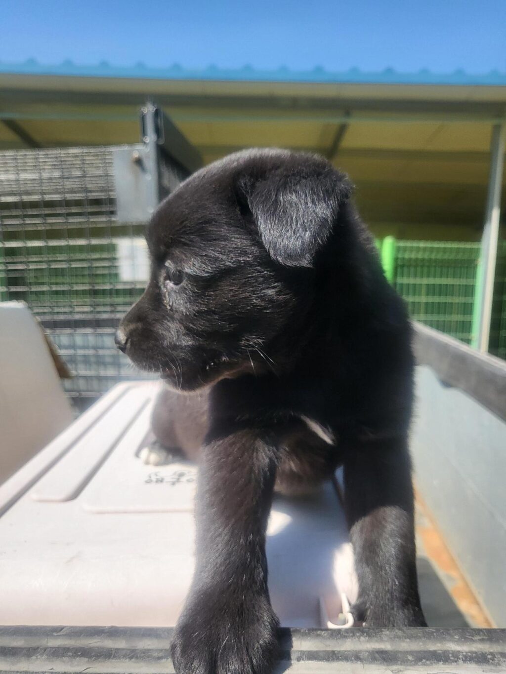 neugle pet 경남 의령 2026 00053