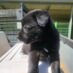 neugle pet 경남 의령 2026 00053