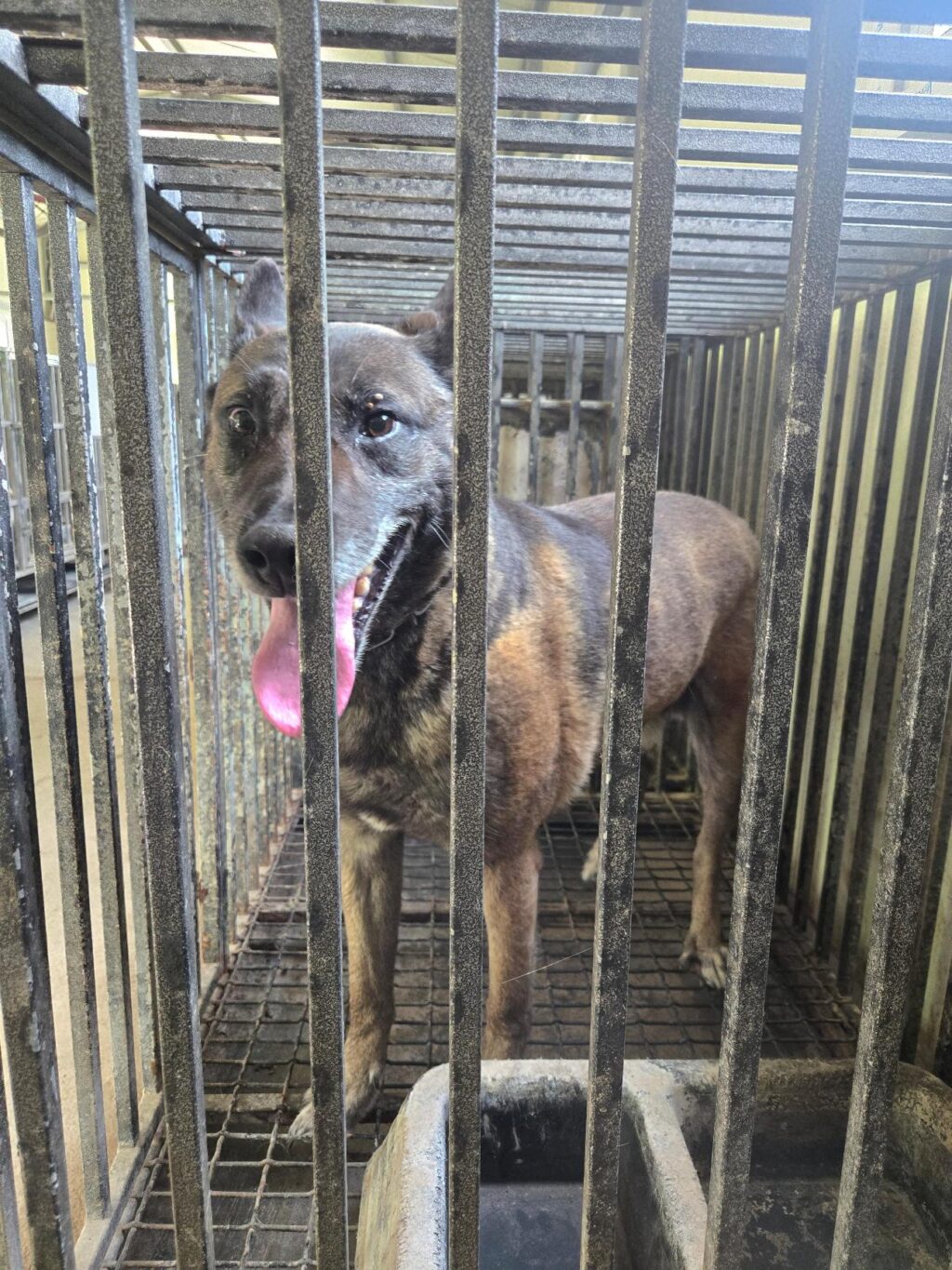 neugle pet 경남 의령 2026 00055