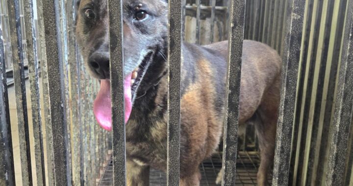 neugle pet 경남 의령 2026 00055