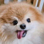 neugle pet 경남 진주 2026 00091