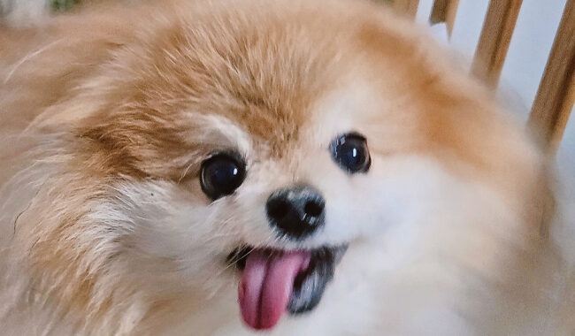 neugle pet 경남 진주 2026 00091